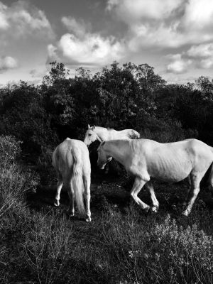 Chacra La Gracia - Chacra en Villa Serrana - Lavalleja Villa Serrana