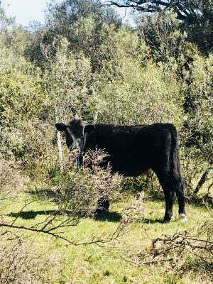 Chacra La Gracia - Chacra en Villa Serrana - Lavalleja Villa Serrana