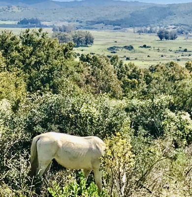 Chacra La Gracia - Chacra en Villa Serrana - Lavalleja Villa Serrana
