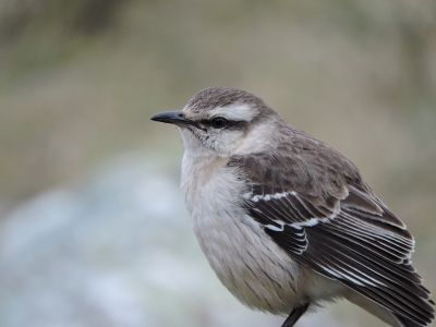 Casa Las Calandrias Villa Serrana