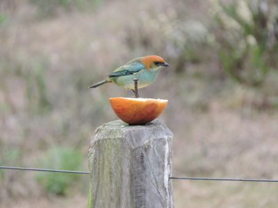 Casa Las Calandrias Villa Serrana