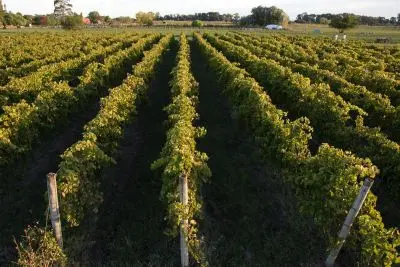 Bodegas - Los Caminos del Vino - Uruguay
