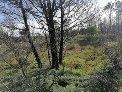 Terrenos 20 terrenos M. 428 en la Viuda  Punta del Diablo