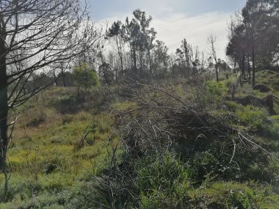 Terrenos 20 terrenos M. 428 en la Viuda  Punta del Diablo