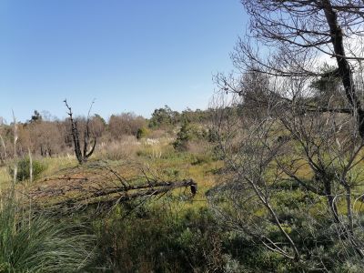 Terrenos 20 terrenos M. 428 en la Viuda  Punta del Diablo