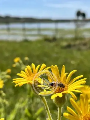 Casa El Relincho - Casa de Campo en Carapé Sierras de Minas