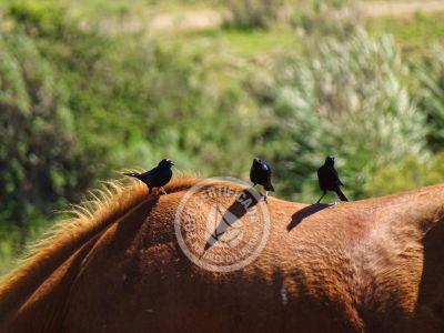 Casa El Relincho - Casa de Campo en Carapé Sierras de Minas