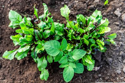 Casa El Relincho - Casa de Campo en Carapé Sierras de Minas