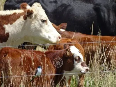 Casa El Relincho - Casa de Campo en Carapé Sierras de Minas