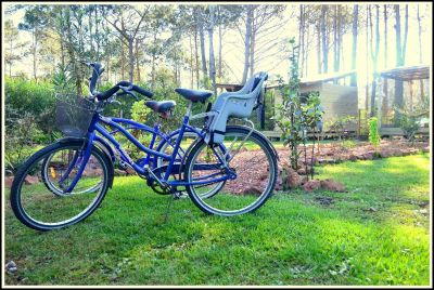 Las Pitucas - araza - La Paloma