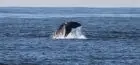 There are several sites in Maldonado and Rocha for a good whale watching