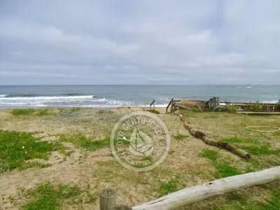 El Olvido - La Paloma 