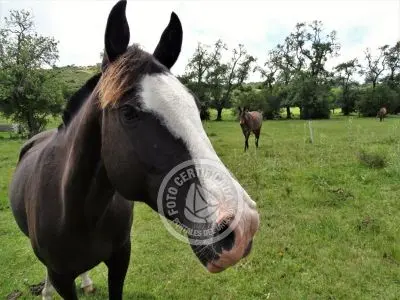 Casa Chalet en Vergel de San Francisco - retiro con encanto Lavalleja