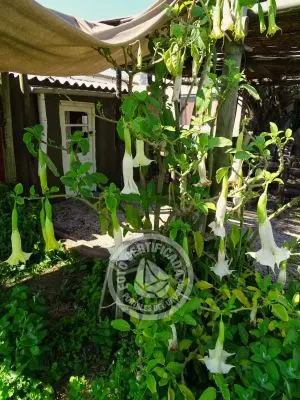 House La Higuera Cabo Polonio