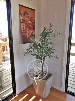 Plancton - Punta del Diablo