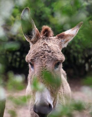 Taco entre las hojas