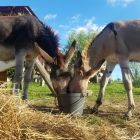 Nuestros burros 