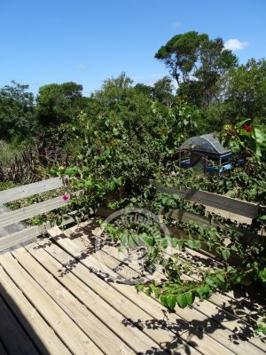 Kurve Kabana - Roja - Punta del Diablo