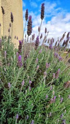 House Marrakech Villa Serrana Villa Serrana