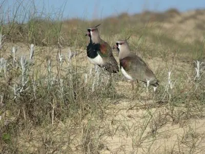 Rancho Las Rubias Cabo Polonio