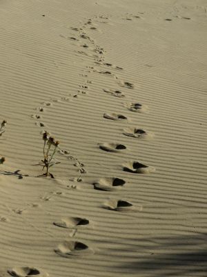 Ranch Las Rubias Cabo Polonio
