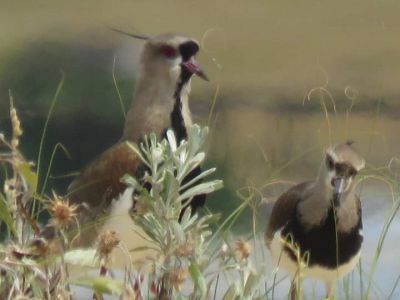 Ranch Las Rubias Cabo Polonio