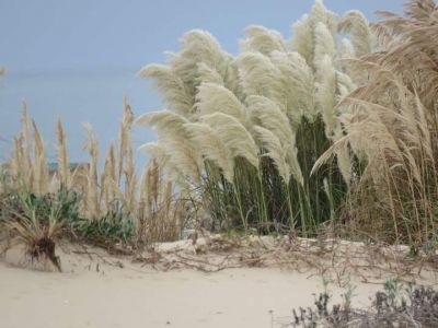 Ranch Las Rubias Cabo Polonio