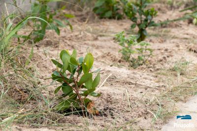 Jardinería rambla de Piriápolis