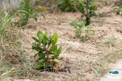 Jardinería rambla de Piriápolis