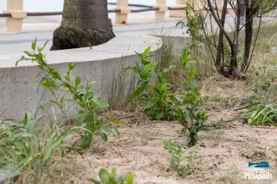 Jardinería rambla de Piriápolis