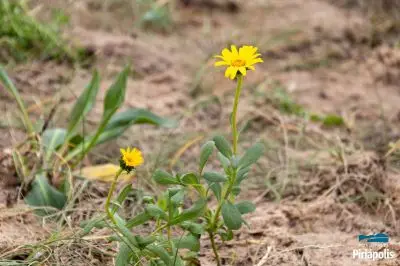 Jardinería rambla de Piriápolis