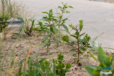 Jardinería rambla de Piriápolis