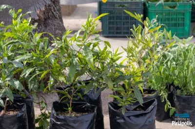 Jardinería rambla de Piriápolis