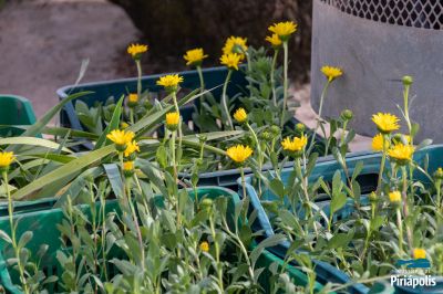 Jardinería rambla de Piriápolis