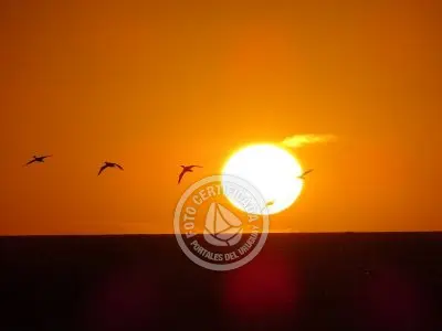 Apartamento Ron Apartamentos - Golondrinas  La Paloma