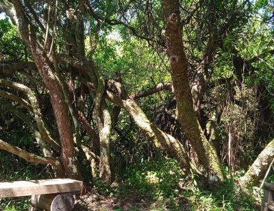 Cabana Caiguá Villa Serrana