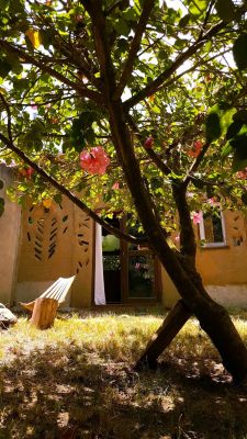 Casa Casa viva en Arachania La Paloma