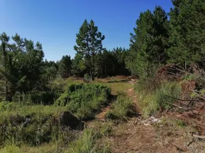 Manz 124  S.16 En el bosque