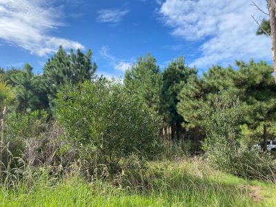 Lotes Terreno En Venta En Punta Del Diablo Punta del Diablo