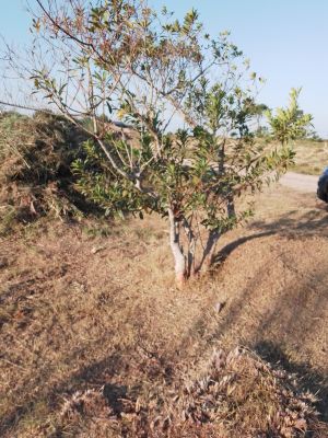 Terrenos Manz 186 S 3 Punta del Diablo