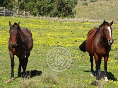 Cabaña Casa de Campo La Serena, Cerro Pelado , Lavalleja Lavalleja