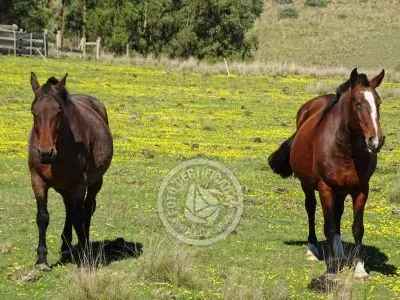 Cabaña Casa de Campo La Serena, Cerro Pelado , Lavalleja Lavalleja