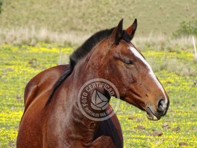Cabaña Casa de Campo La Serena, Cerro Pelado , Lavalleja Lavalleja