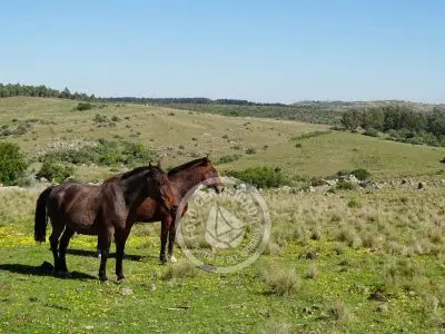 Cabaña Casa de Campo La Serena, Cerro Pelado , Lavalleja Lavalleja