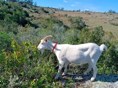 Casa Casa de Campo La Serena, Cerro Pelado - Lavalleja Sierras de Minas