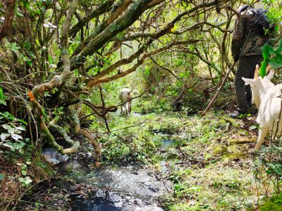 Sendero campo La Serena