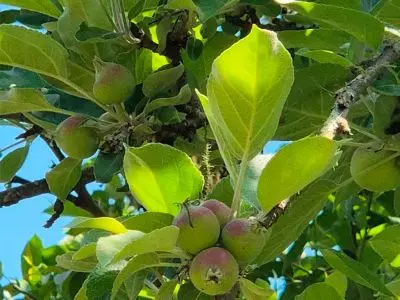 Casa Casa de Campo La Serena, Cerro Pelado - Lavalleja Sierras de Minas