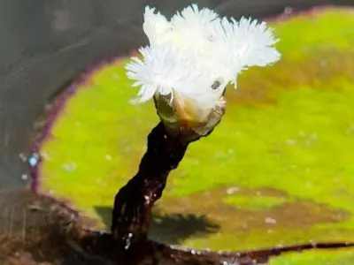 Casa Casa de Campo La Serena, Cerro Pelado - Lavalleja Sierras de Minas