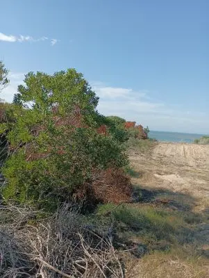 Terrenos Manz 249 s 5 Punta del Diablo