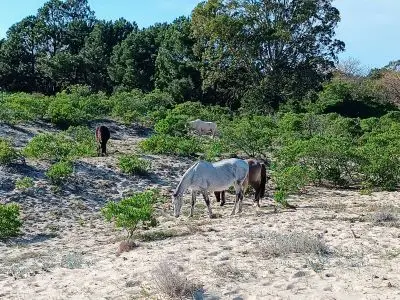 Small farm Pura Vida: Casa de Campo y Playa San Jose